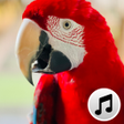 ไอคอนของโปรแกรม: Bird Sounds and Ringtones