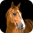 Icoon van programma: Horse Wallpaper 2023