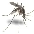 MosquitoControl