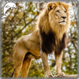 Programikonen: Animal Jigsaw puzzles