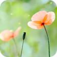 プログラムのアイコン：Spring Flower Live Wallpa…