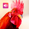 أيقونة البرنامج: Rooster Sound and Rington…