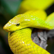 Icône du programme : Snake Wallpaper