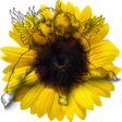 Icon of program: Genealogical tree 3D