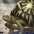 Icoon van programma: Tortoise to grow relaxedl…