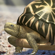 Programikonen: Tortoise to grow relaxedl…