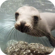 Programikonen: Sea Lions Video Live Wall…