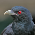 Programikonen: Asian koel bird Ringtones