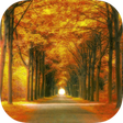 Programikonen: Forest HD Backgrounds