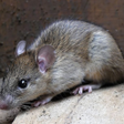 Icône du programme : Mouse and Rat Sounds