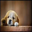 Icon of program: Dogs Background