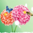 Programikonen: Wallpapers HD10000Updated…