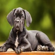 Иконка программы: My Cane Corso Cute Dog & …