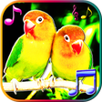 Programikonen: Birds Sounds Ringtones  L…