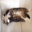 أيقونة البرنامج: Cat Generator