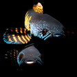 Ikon program: Channa Fish Wallpapers