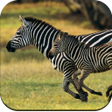 Zebra Wallpaper 4K icon
