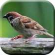 程序图标：Suara Burung Pingai Pikat