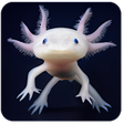 Icône du programme : Deep Sea Creatures