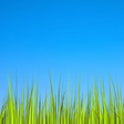 Programikonen: Grass LWP [Revamped]
