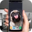 أيقونة البرنامج: Bulldog lick screen prank