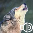 Howl of a wolf. Collection of sounds