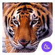 プログラムのアイコン：Fierce Wild Tiger APUS th…