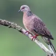 Appp.io - Spotted dove sounds