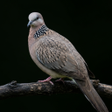 プログラムのアイコン：Appp.io - Spotted dove so…