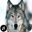 程序图标：Wolf Sounds Ringtones