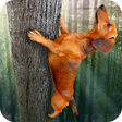 プログラムのアイコン：Wild Wiener!