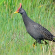 Ikona programu: Watercock Sounds