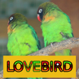 程序图标：Master Kicau Lovebird