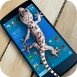 プログラムのアイコン：Lizard in phone funny jok…
