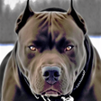 Иконка программы: Pitbull Dog Wallpaper HD