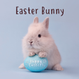 Ikona programu: Easter Bunny Theme