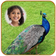 Programikonen: Peacock Photo Frames HD