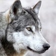 Ikona programu: Wild Wolf Animals Simulat…