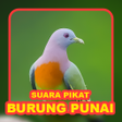 Programikonen: Suara Punai: Green Pigeon
