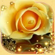 Roses Gallery Live Wallpaper icon