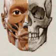 3D Anatomy for the Artist