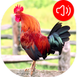 程序图标：Rooster Ringtones