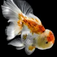 Programikonen: Goldfish Wallpapers