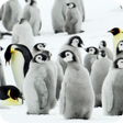 プログラムのアイコン：Penguins Video Live Wallp…