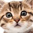 Ícone do programa: Cute Cat Wallpapers