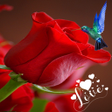 プログラムのアイコン：Roses and beautiful flowe…