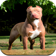 Programikonen: Pitbull Dog Wallpaper HD