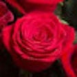 ไอคอนของโปรแกรม: Bachelor Bracket CheatShe…