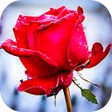 Icon of program: Roses Stickers for WhatsA…