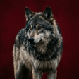 Icon of program: Wolf sounds